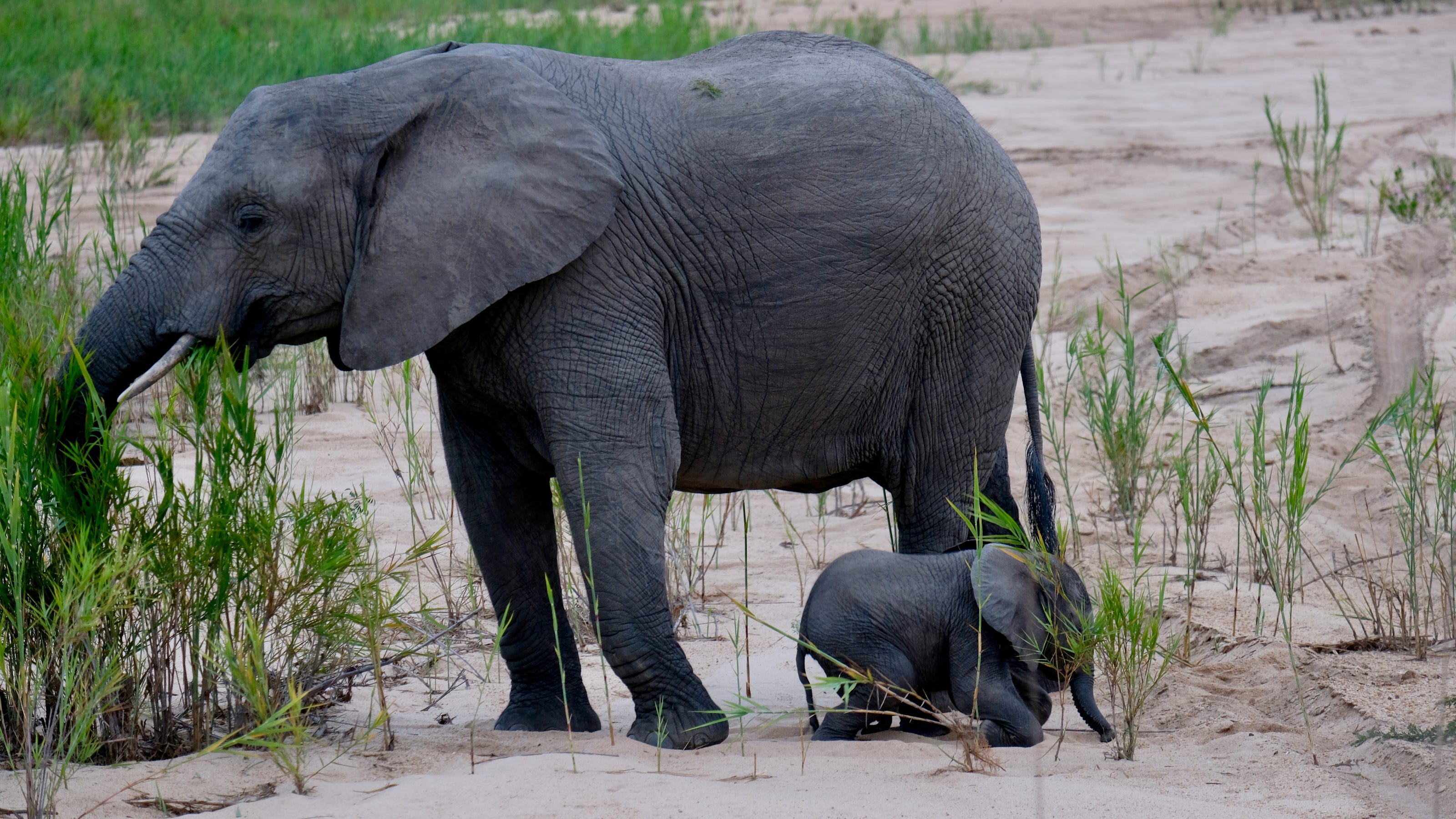 Elephants trample suspected poacher in South African park; 2nd missing