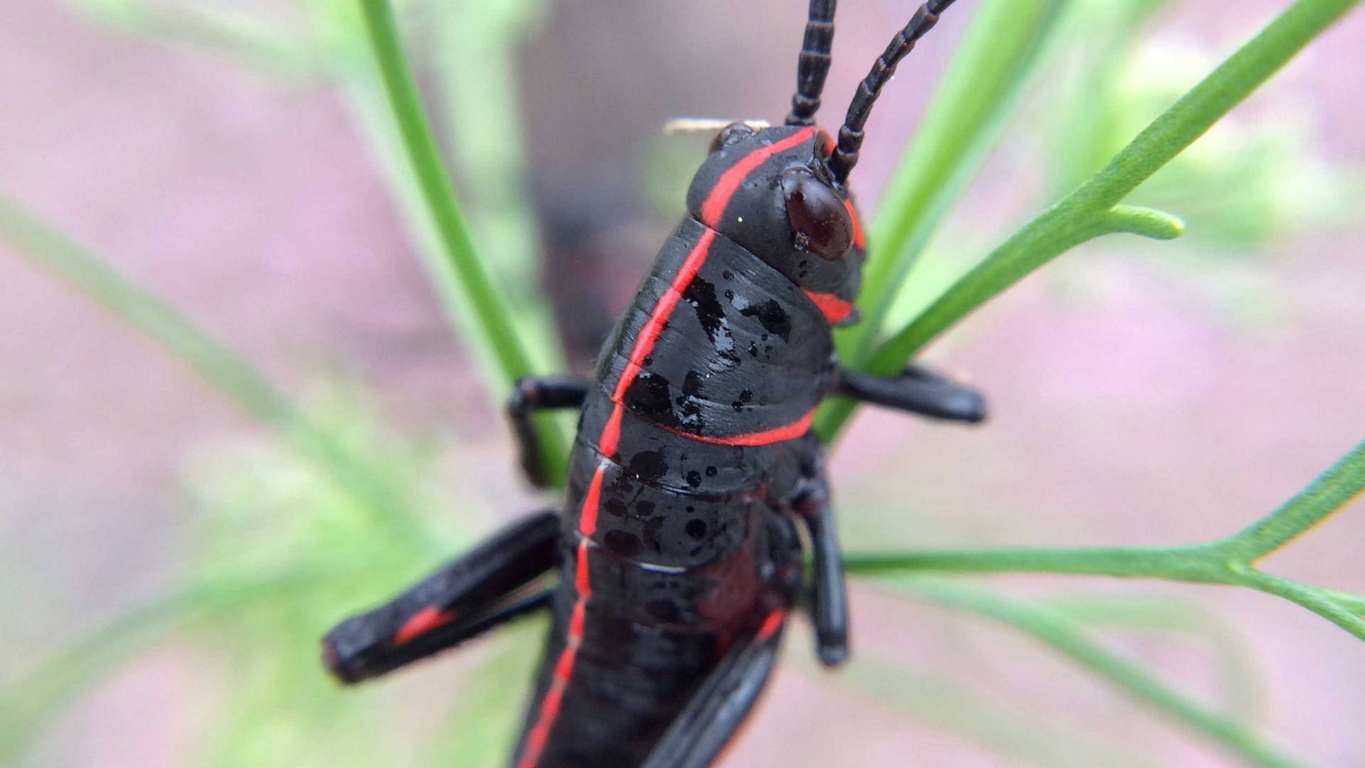 Garden Help: A tale of two insects in Northeast Florida