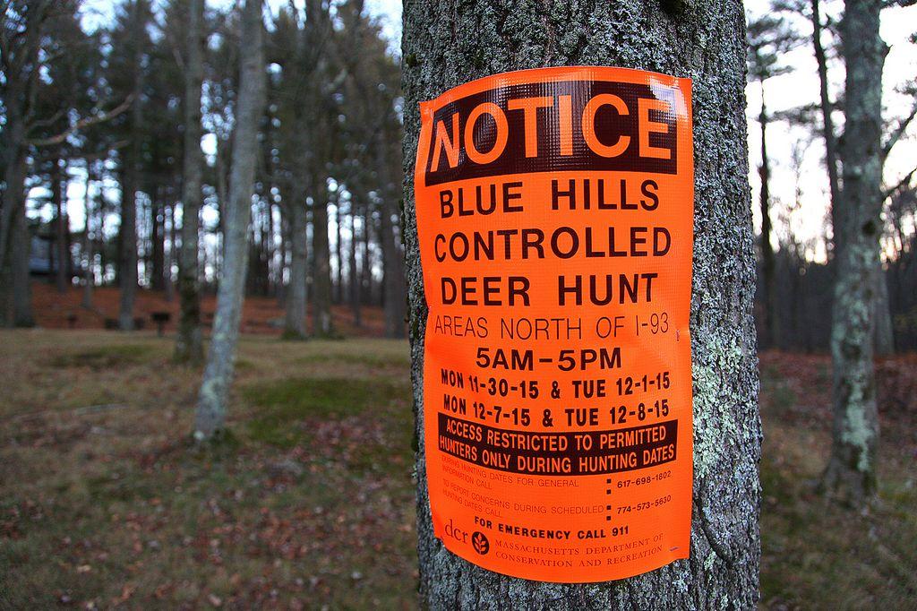 Driscoll files bill that would bring changes to Blue Hills deer hunt