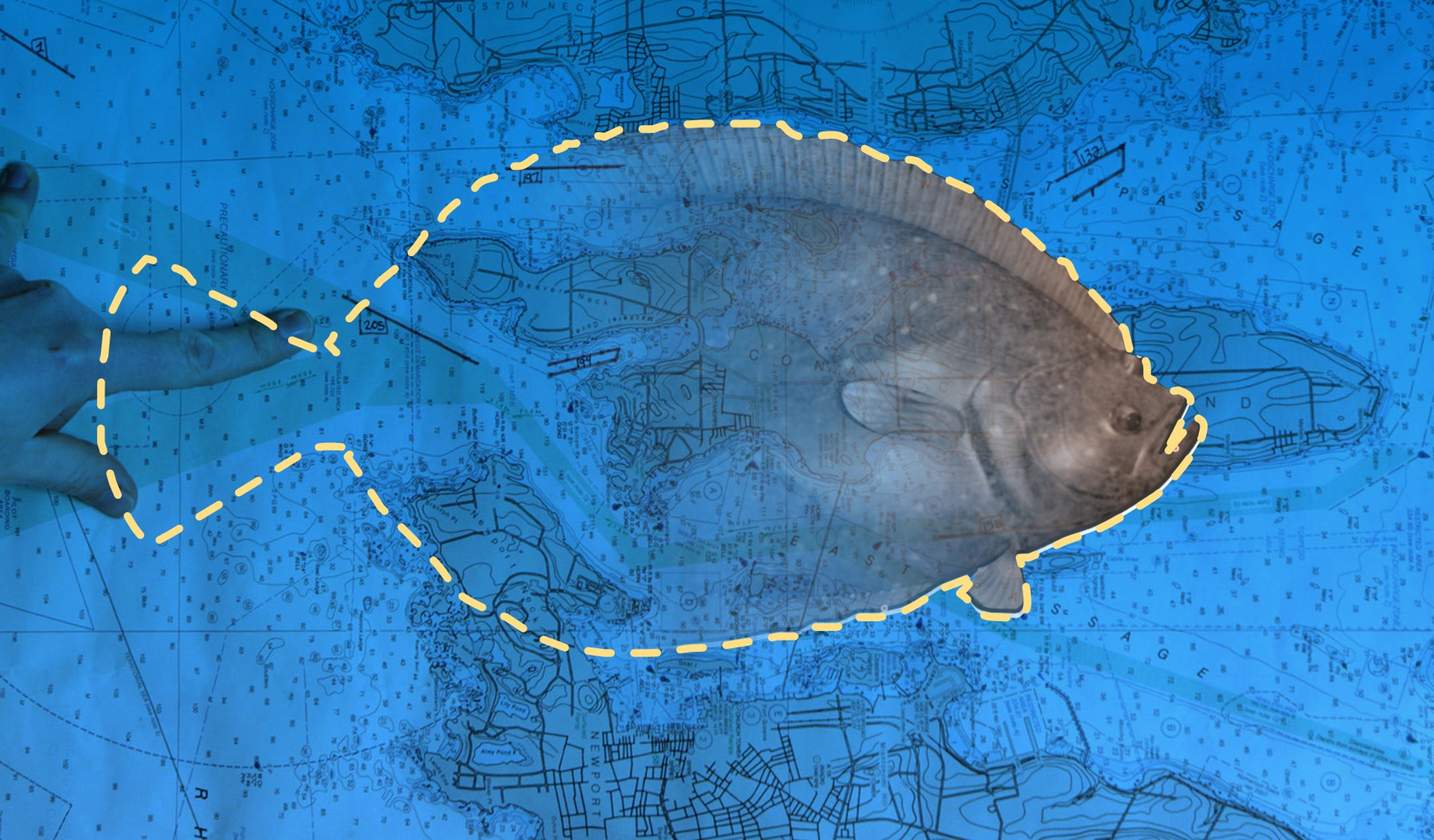 Why winter flounder are vanishing from Narragansett Bay, RI