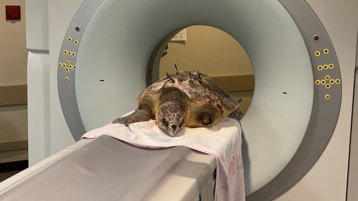 Brevard Zoo's bear gets MRI, turtles get CT scans by human health systems