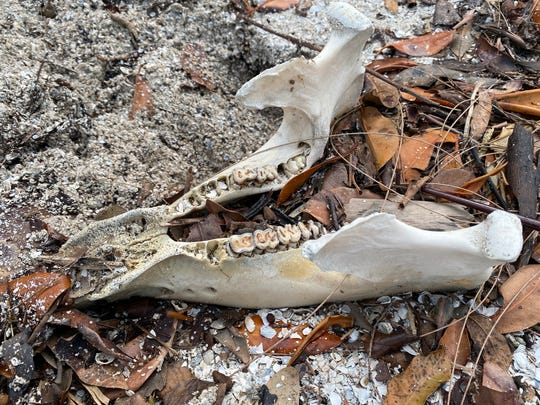 Manatee bones scattered along the shore of the Indian River. Wildlife officials have dragged more than 30 dead manatees to an area just north of Manatee Cove in the Indian River. The manatees have a low body weight and officials believe they have died from a lack of sea grass. 