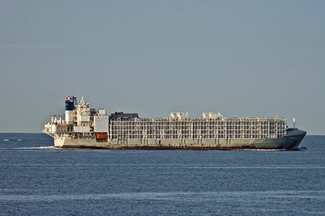 In this April 6, 2019, file photo, the 11,947-ton Gulf Livestock 1 cargo vessel sails through Port Phillip heading into Bass Strait off Australia's Victoria state coast, Australia. New Zealand announced it is banning the export of live cows and other farm animals by sea due to welfare concerns. Agriculture Minister Damien O'Connor said the ban would take up to two years to be fully enforced to give those who'd invested in the business a chance to transition out.