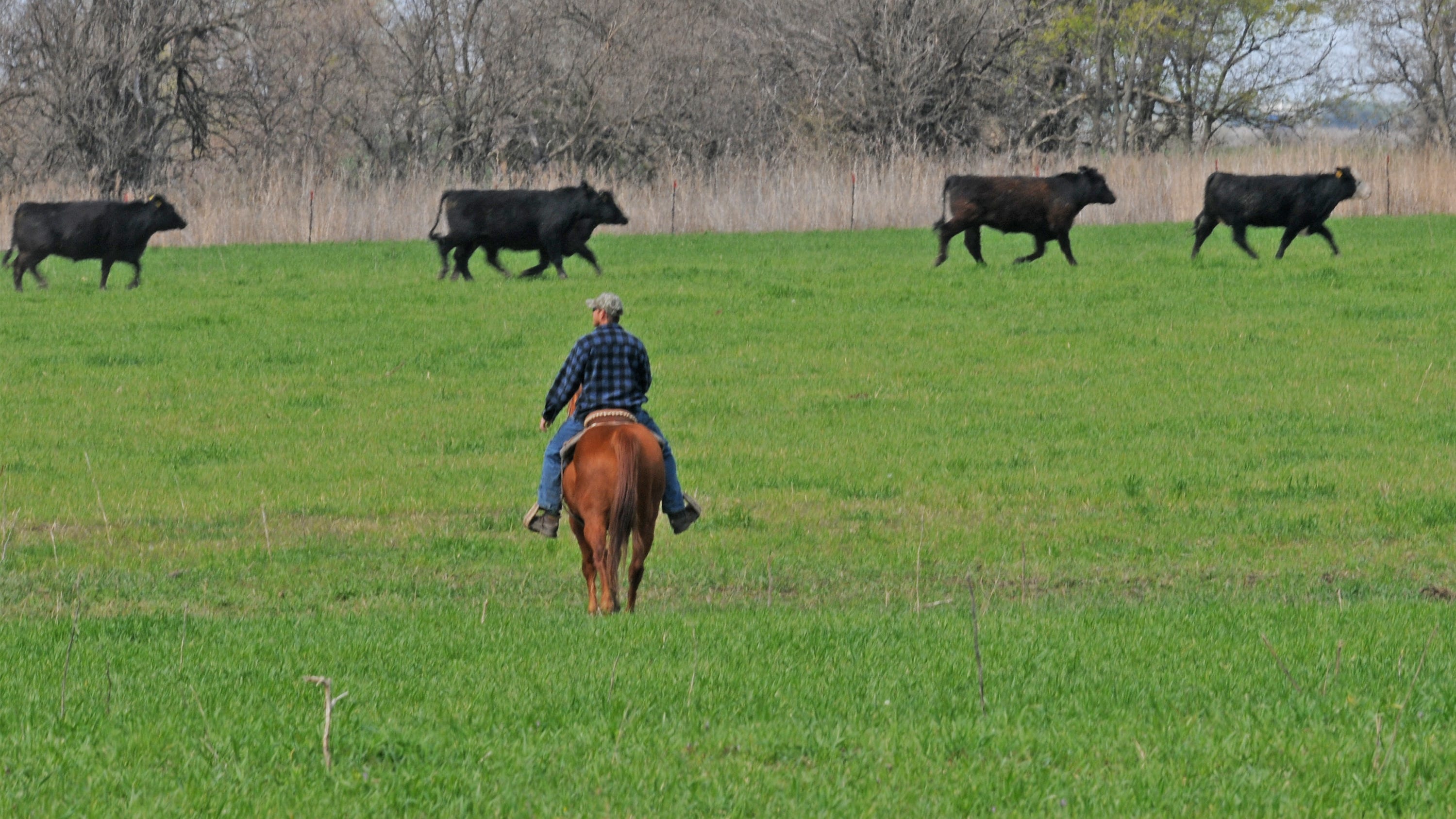 Agridime Lets Consumers Buy Steers Cows To Keep On Kansas Ranches agridime-lets-consumers-buy-steers-cows-to-keep-on-kansas-ranches