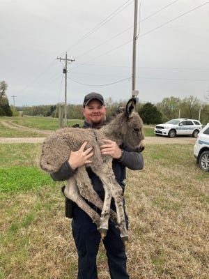 A baby donkey that was rescued and returned after escaping from its owner's home was shown in this photo posted Friday on the Facebook site of the Shawnee County Sheriff's Office.
