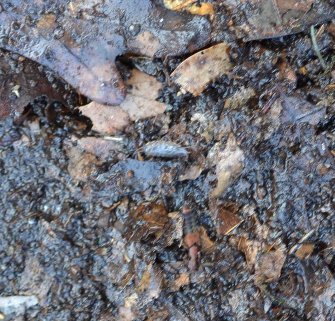Pill bugs or roly-polies are attracted to moisture  and can roll up into a tight ball when disturbed.