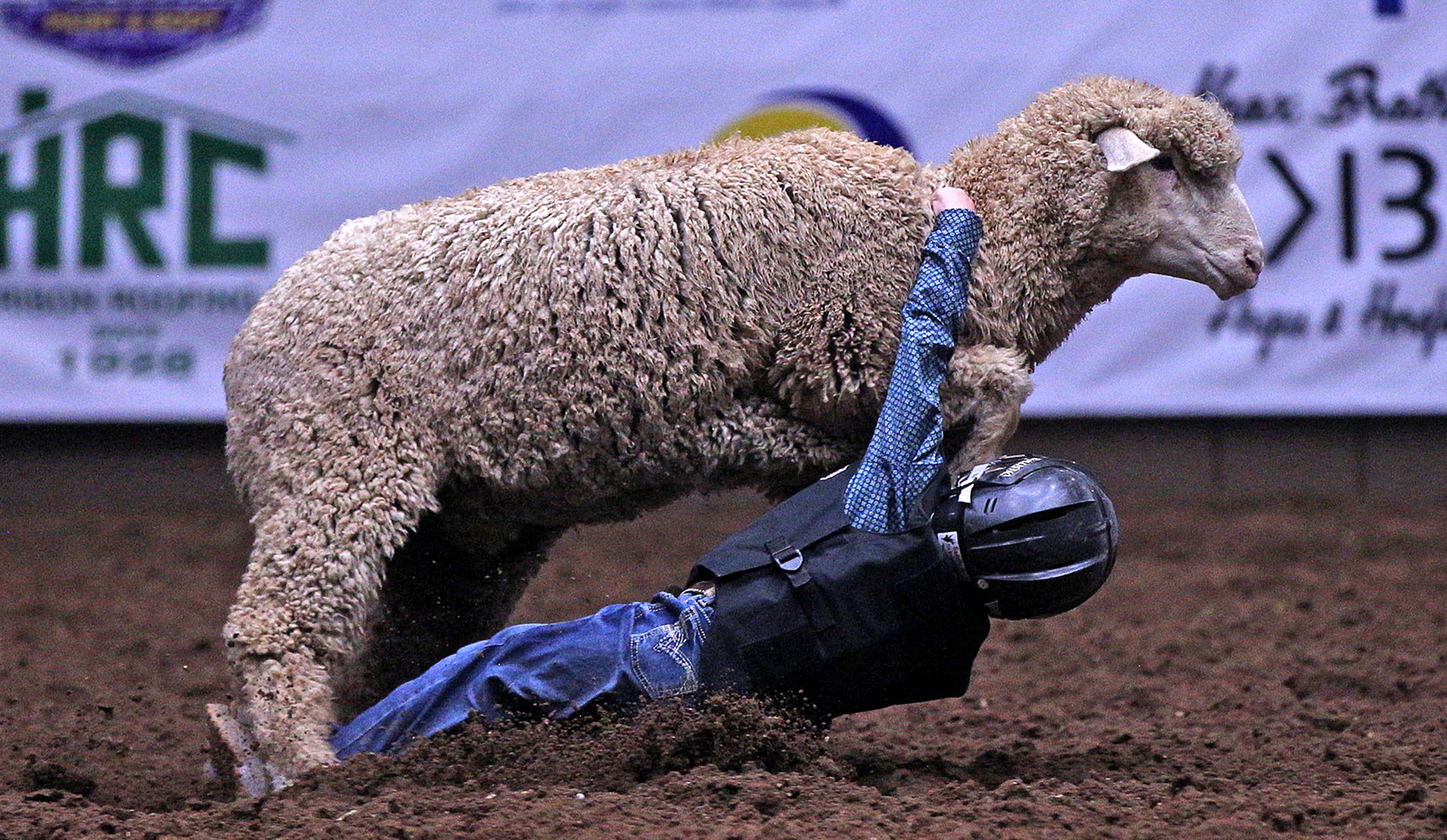 Online entries now open for San Angelo Rodeo's Mutton Bustin qualifier Online entries now open for San Angelo Rodeo's Mutton Bustin qualifier