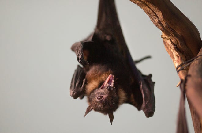 outdoor; Bat inhabitants dwindling as a consequence of drop in insect inhabitants