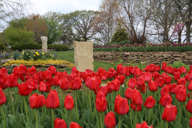 Red tulips have been planted in a flower bed where the Binkley Memorial stone now sits.