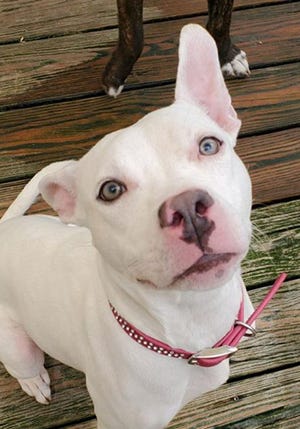 Lacie, a young female Labrador Retriever and American bulldog mix, is available for adoption from SAFE Pet Rescue of Northeast Florida. Call 904-325-0196. Vaccinations are up to date.