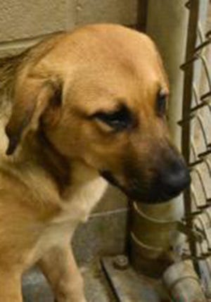 Cassidy, an adult female Labrador Retriever, is available for adoption from SAFE Pet Rescue of Northeast Florida. Call 904-325-0196. Vaccinations are up to date.