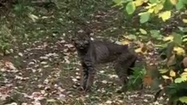 A black bobcat was spotted near Danville, Vermont,