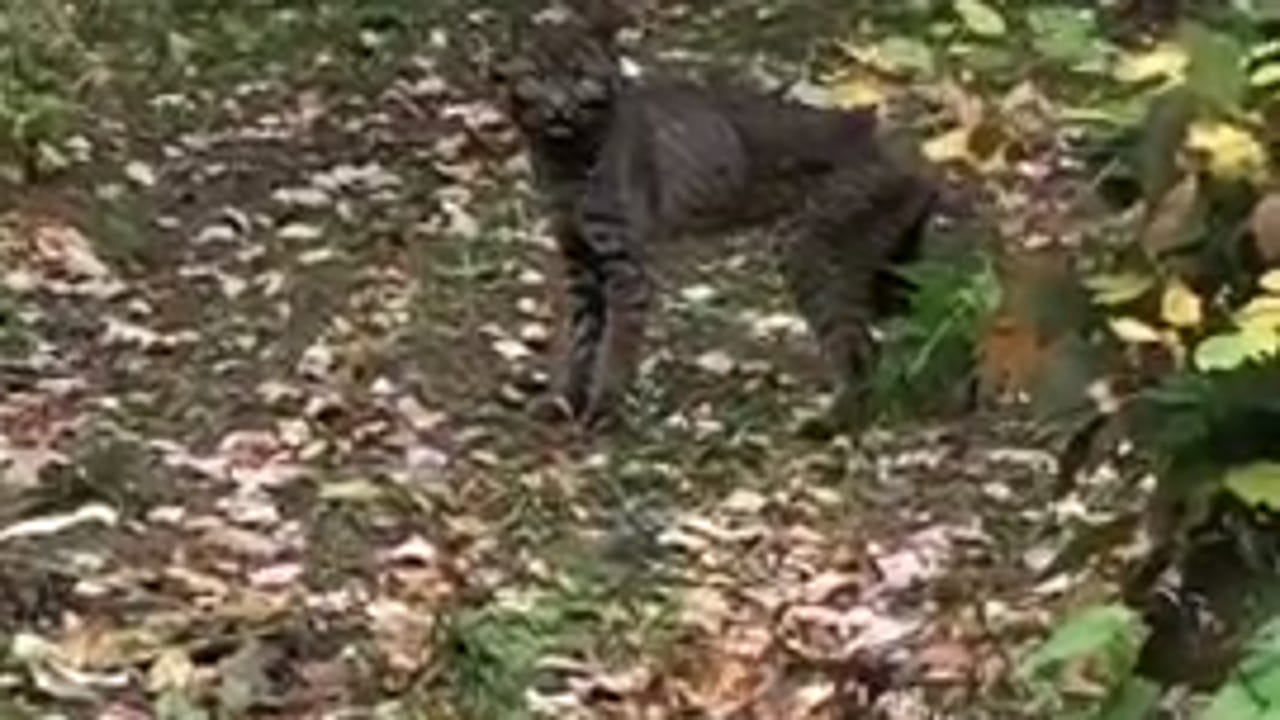 Video of bobcat goes viral: What to do if you see the creature in Vermont