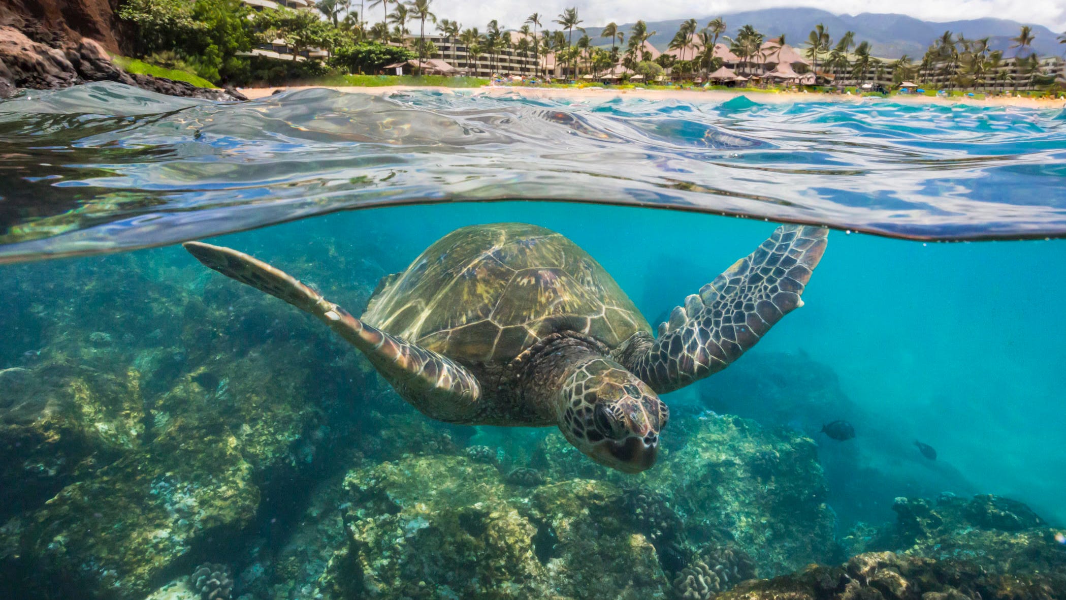 Hawaii's COVID19 travel restrictions Maui ends testing on arrival