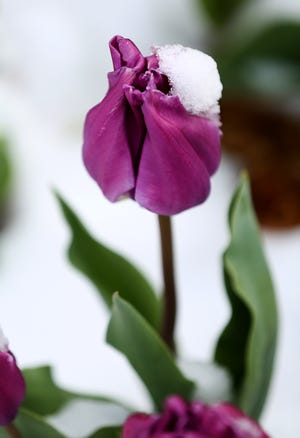 Snow fell overnight Monday, gathering on tulips on the Hutchinson Community College campus. Below freezing temperatures are predicted overnight Tuesday into Wednesday morning in the Hutchinson area.