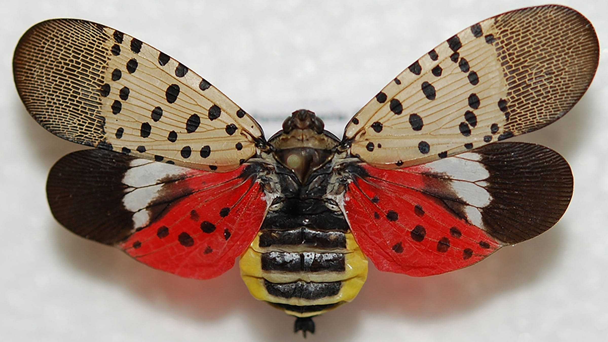 Invasive spotted lanternfly poses danger to NJ's orchards, vineyards
