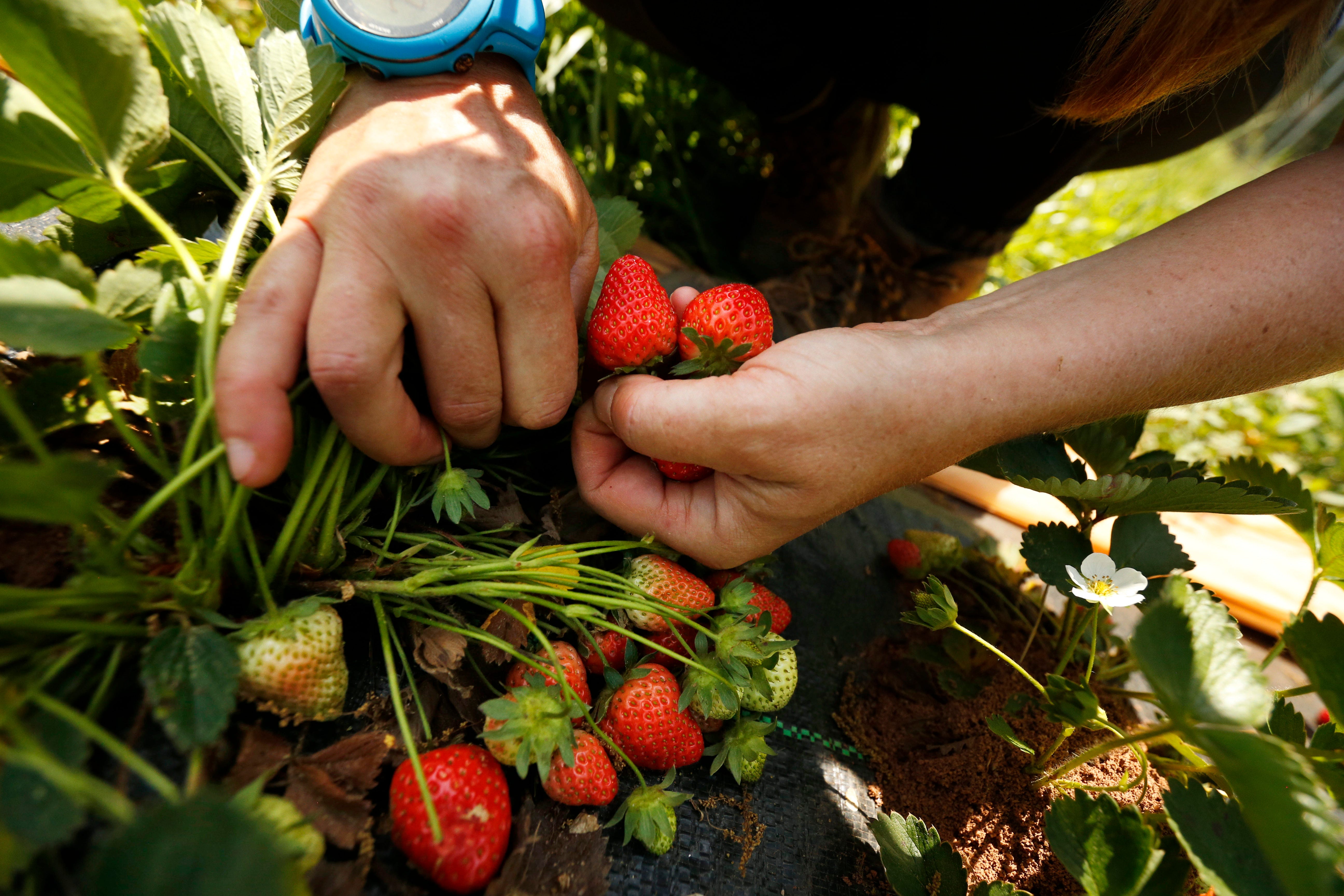 Strawberry Season In Georgia Sundance Family Farm Harvests For Market
