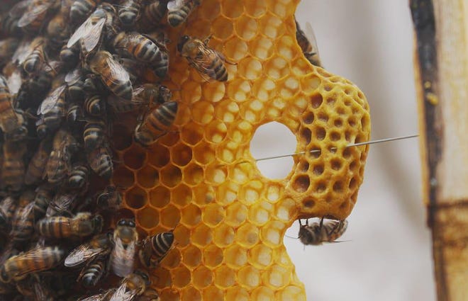 The keeping of bees and the processing of honey and beeswax products is a new program being introduced at Penn Yan Academy.