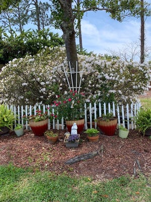 "White Azaleas celebrating the beginning of Spring at the home of Primo and Rita Acoba in Kings Point.