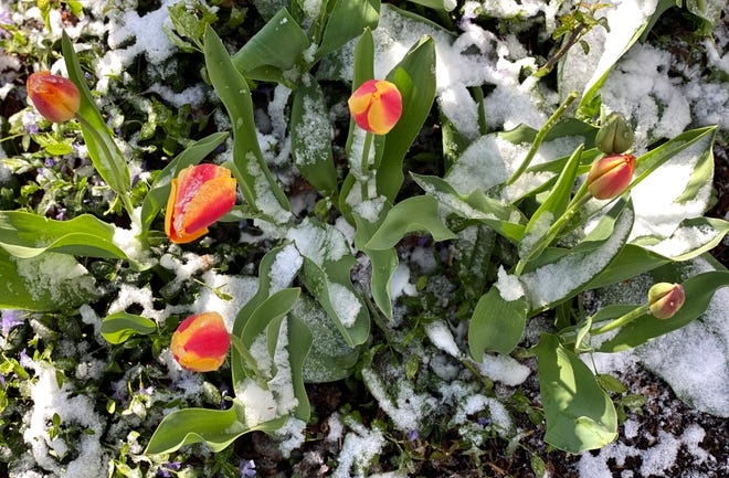 Snow covers freshly bloomed tulips the morning after an April snow hit metro Detroit.