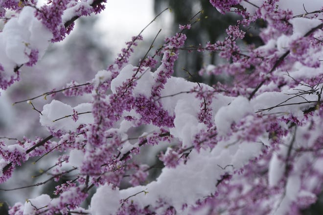 The region was hit with nearly five inches of snow in April of 2021.