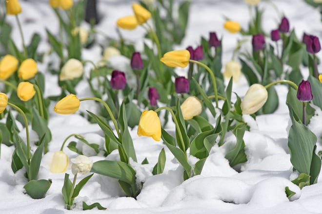 Tulips at Kingwood Center Gardens were blanketed with a late snow in April of 2021 after nearly 5 inches of snow fell overnight.