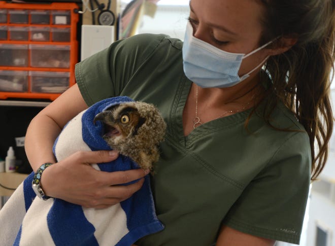 Veterinary tech Jessen Swider carries a young Great Horned Owl back to its cage after feeding at the Birdsey Cape Wildlife Center.