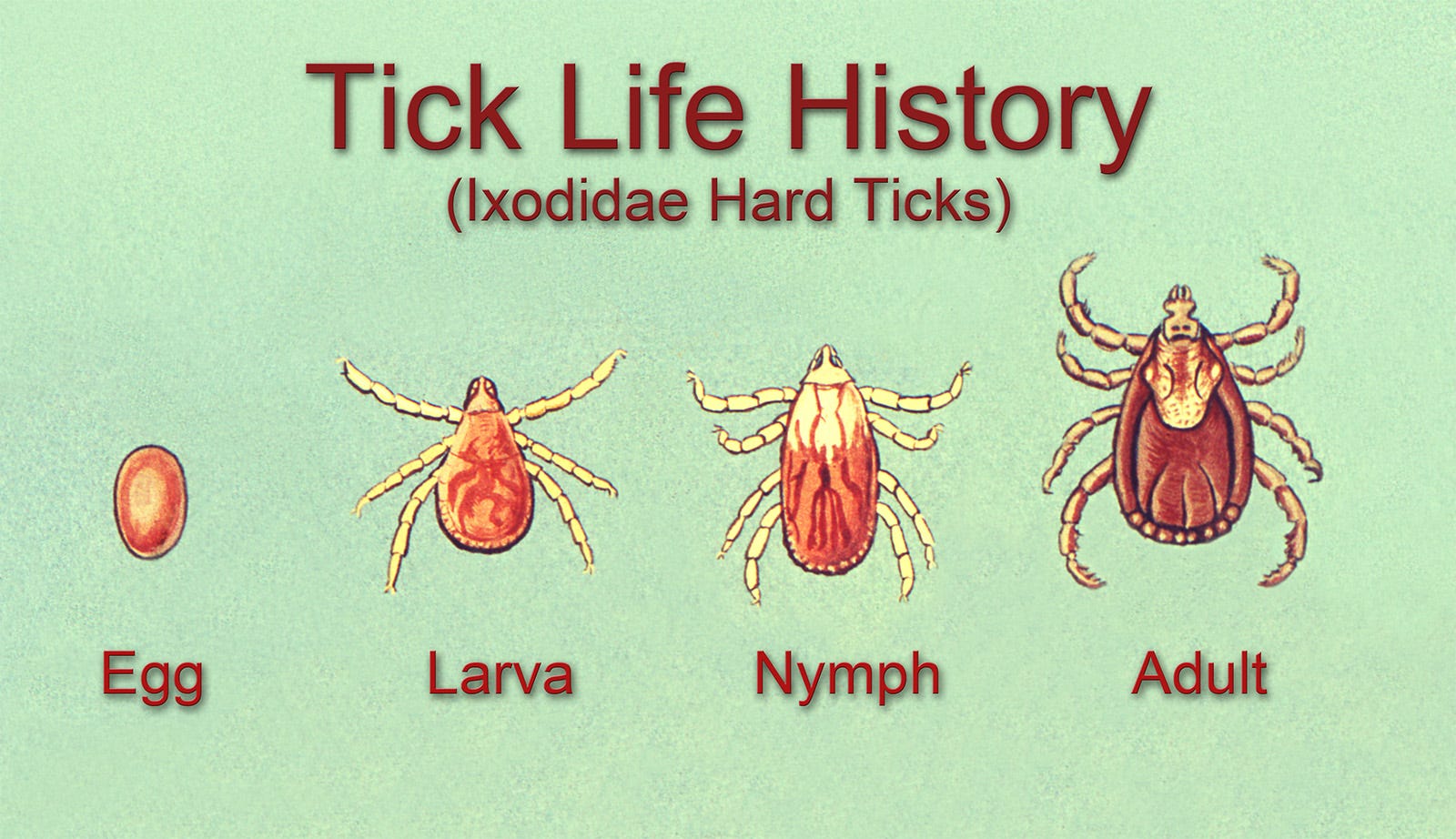 normal tick bite vs lyme normal tick bite vs lyme