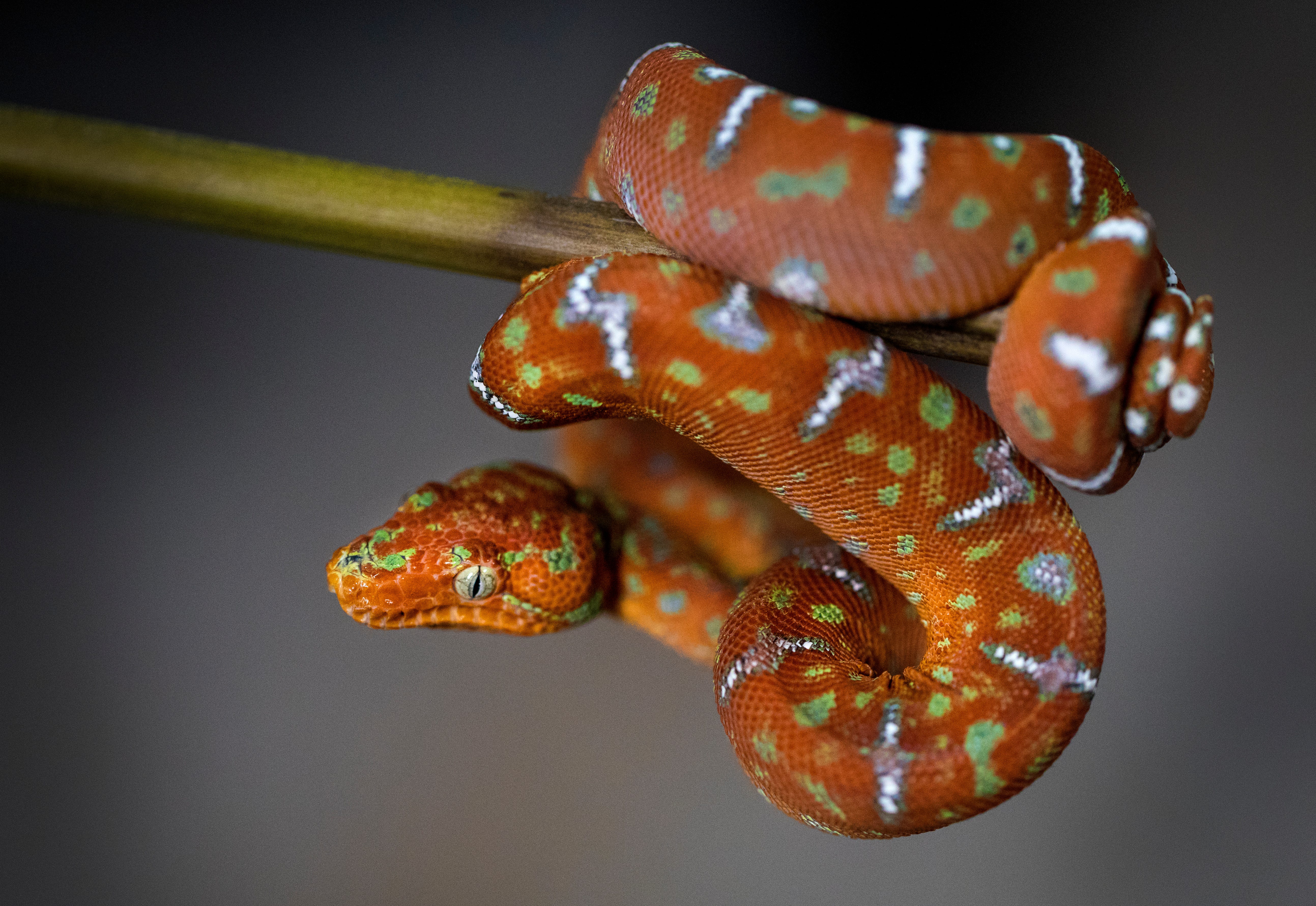 This little emerald tree boa is small right now, about the size of an ink pen, but it will eventually grow to 6 feet long. As it grows, it will turn green, except for the white spots. This boa was hatched Dec. 30, 2020. These snakes are night hunters. They'll be coiled on a branch in a tree and then drop down on the prey on the forest floor. Ryan Dumas, head keeper in Herpetology, said, "They're not nice snakes," when asked if he could hold the snake. These snakes are non-venomous, but they can be aggressive and will bite. Find them and others in the Reptile House. April 16, 2021.