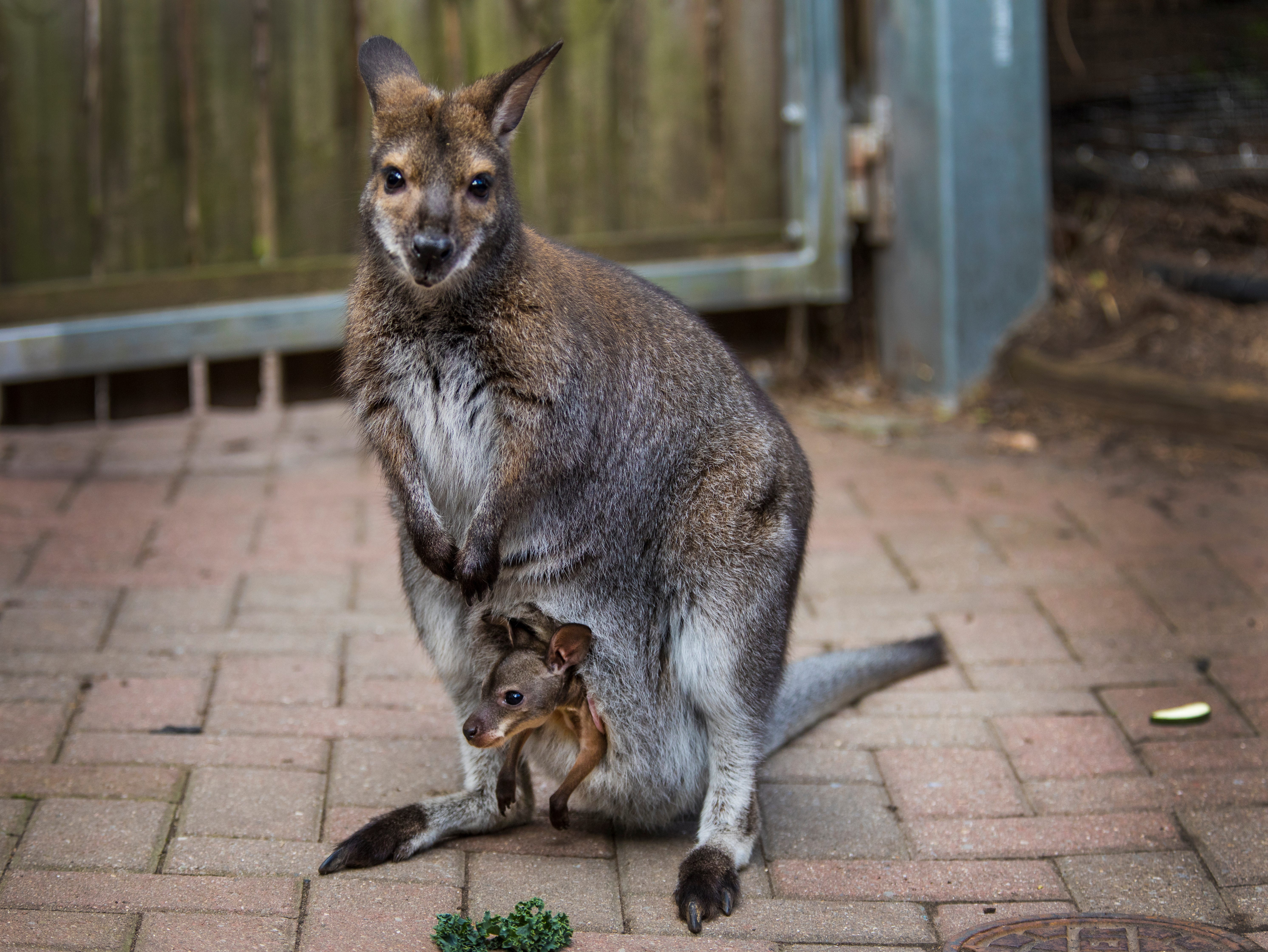 Wallabies are marsupials and part of the kangaroo family, but they're much smaller. When moving fast, they hop, using their strong legs. But if they're going slow, they move using all four limbs. The long tail acts as a tripod to steady them when they're standing or reaching high for leaves or flowers. 

For archive: A baby joey peeks out of mom's pouch, April is 16, 2021. The wallabies reside in the Animal Ambassador Center at the Cincinnati Zoo and Botanical Garden. This wallaby was a total surprise. Ava arrived at the zoo last year, already carrying a joey in her pouch. Pocket was a 2020 zoo baby. But Ava also had another fertilized embryo at the time. She was able to put that one on pause as she nursed Pocket.