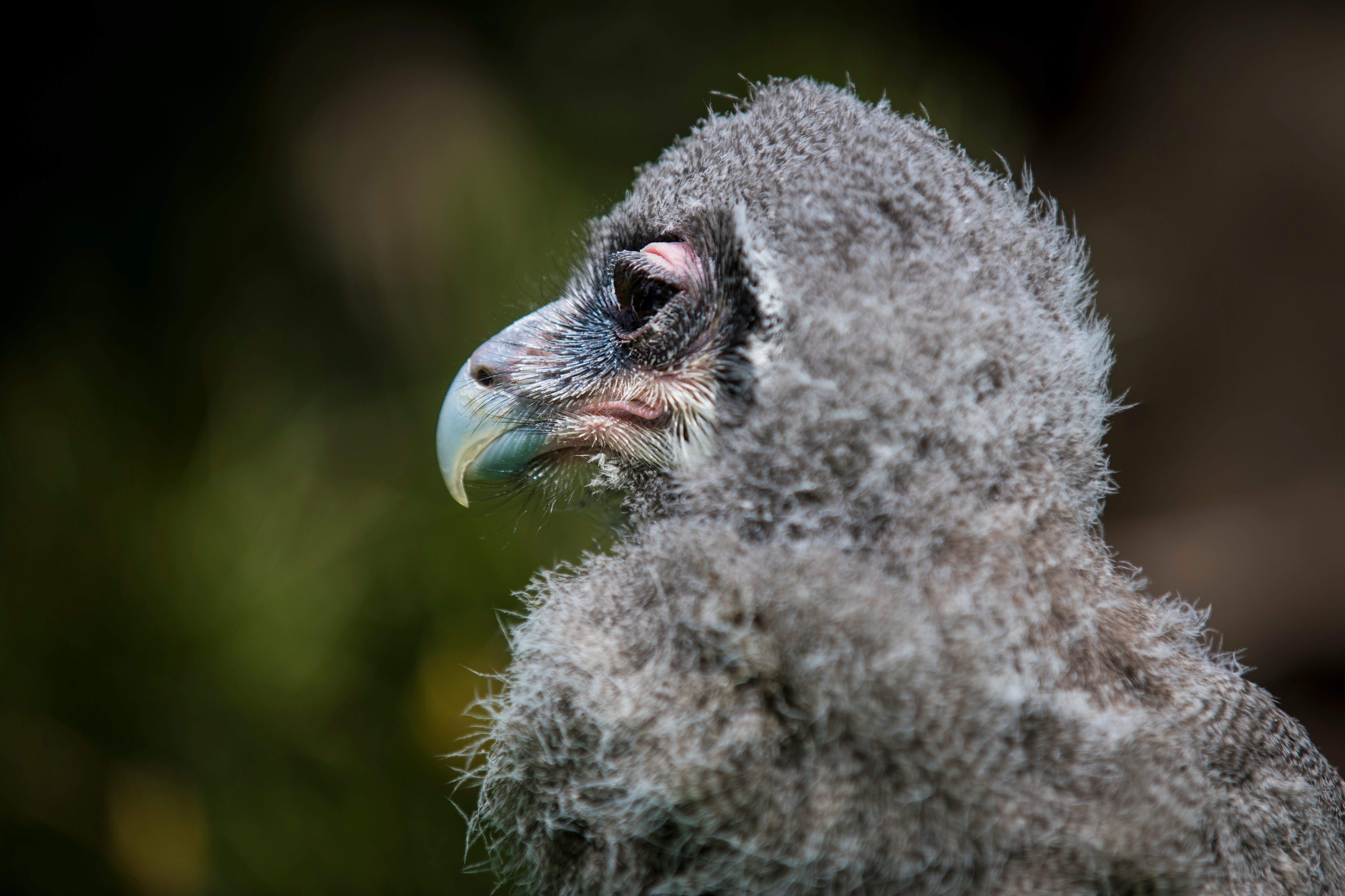 Ori is a Verreaux's eagle owl, hatched March 12, 2021. It is the largest owl in Africa and is a first for the Cincinnati Zoo and Botanical Garden. Ori will be part of the Wings of Wonder Bird Encounter, but for now, as a baby, it is being hand-raised by the bird team. Notice the pink eyelids. Feathers don't grow there. Ori's name originates from Hebrew and means "light." April 16, 2021.