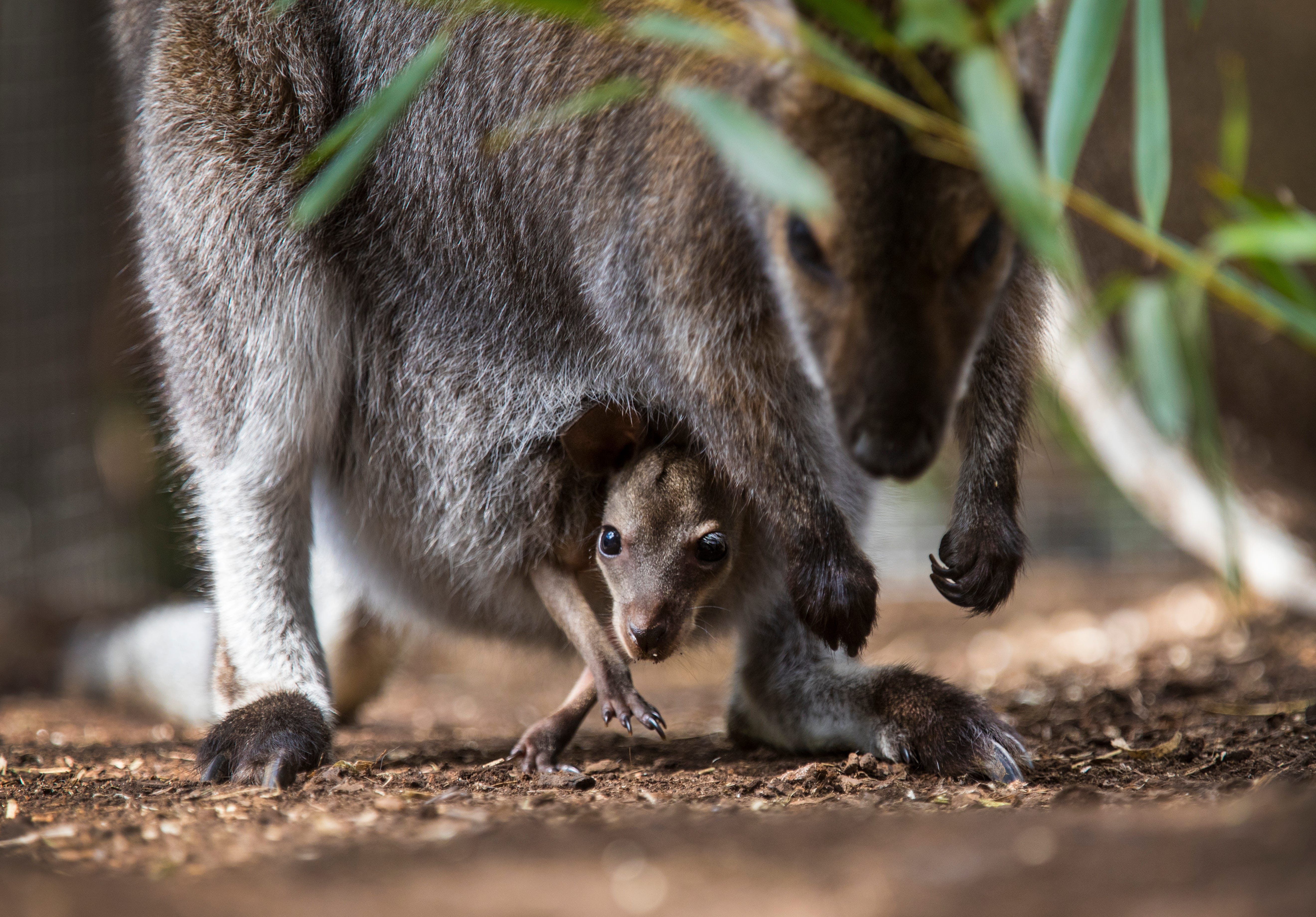 A baby joey peeks out of his mother's pouch as mom searches for fruit on the ground in the Animal Ambassador Center at the Cincinnati Zoo and Botanical Garden, April 16, 2021. This wallaby was a total surprise. Ava arrived at the zoo last year, already carrying a joey in her pouch. Pocket was a 2020 zoo baby. But Ava also had another fertilized embryo at the time. She was able to put that one on pause as she nursed Pocket. In April, Sarah Swanson, team leader for the interpretive department, said they noticed movement in her pouch. Now, this joey, is just starting to peer out. Soon, the public will help choose a name. Pocket and Ava are both ambassador animals and live behind the scenes. They're used to help educate the public about the species.