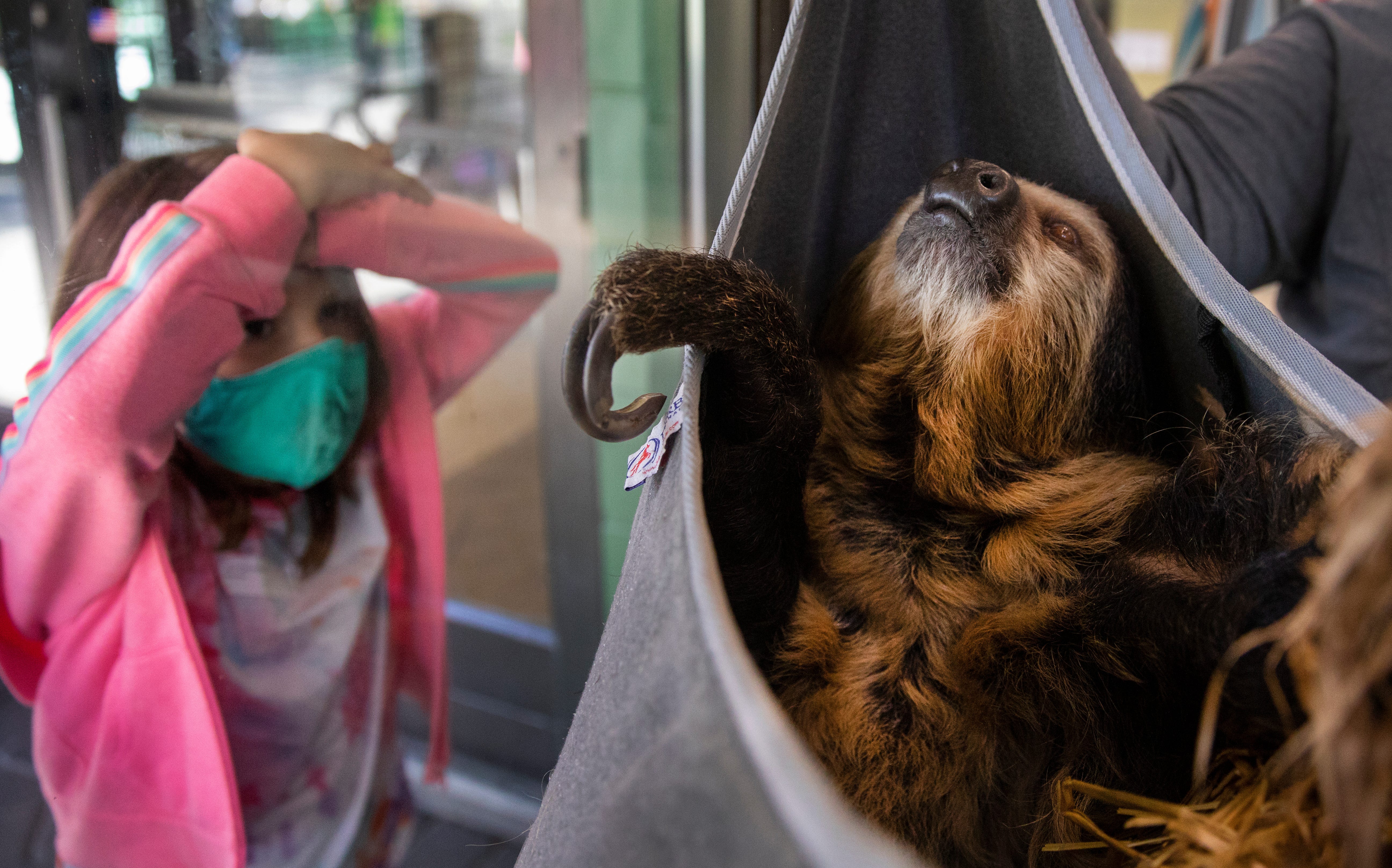 With her face pressed close, Amanda Vanhoose, of Middletown, Ohio, watches as Sarah Swanson, team leader of interpretive animal department, gives Lightning a little back rub as she lounges in the hammock in the Animal Ambassador Center, April 16, 2021. Lightning, 8, is not a zoo baby, but she is a first-time mom, and the Cincinnati Zoo and Botanical Garden is very excited to welcome their first two-toed sloth baby this summer! This is important because dad was born in the wild and rescued as a young sloth. Moe, now 21, can be found in the Discovery Forest in the Education Center. You can visit him to say congratulations on Sundays only. Though the two sloths have been together since 2019 and obviously got along, mom is a bit touchy right now and needed her own space. 