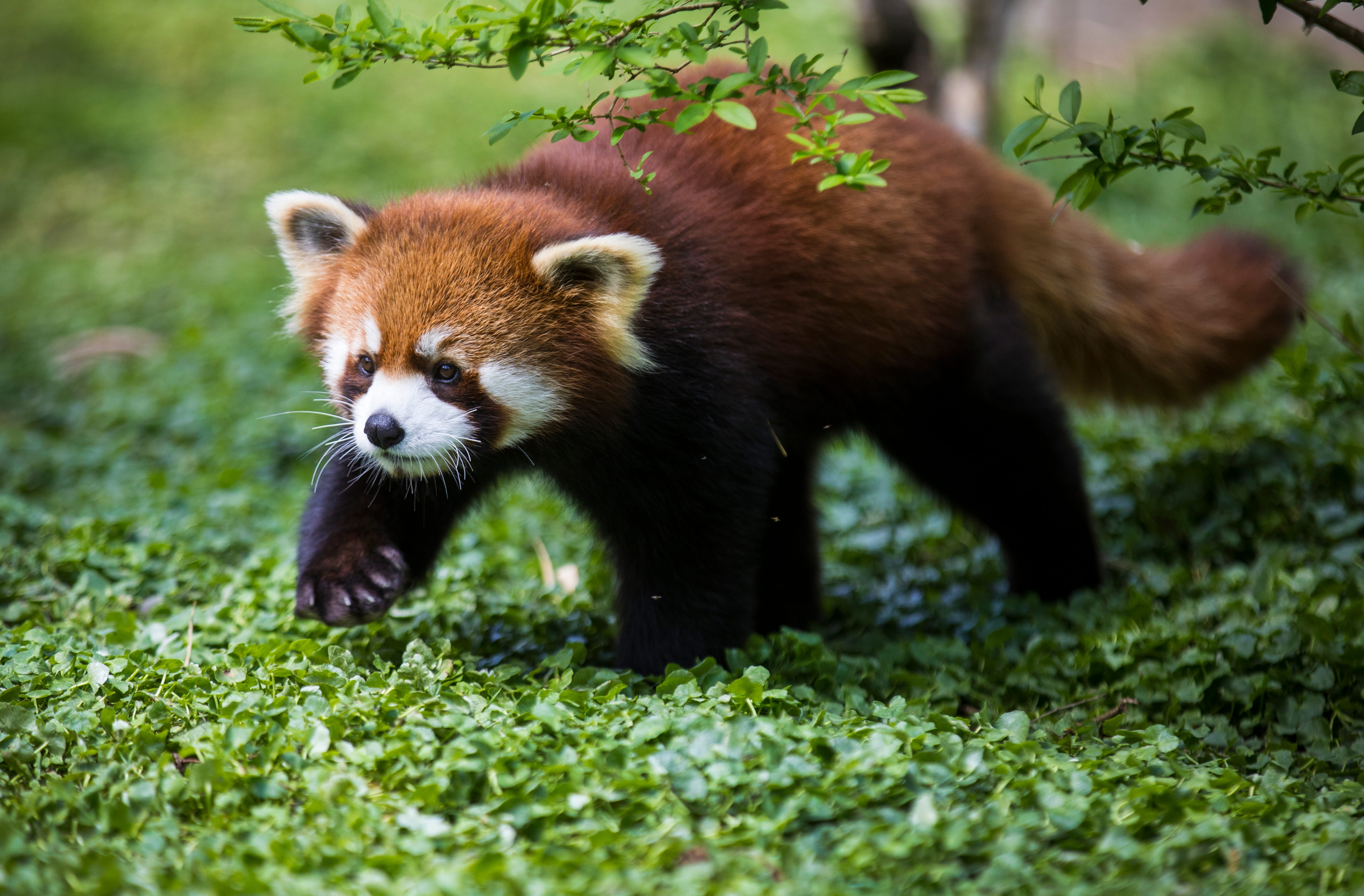 That face! How cute is that? Lucas was born June 23, 2020, and already, his head is bigger than his mom, Lin. These red pandas can be found next to Children's Zoo at the Cincinnati Zoo and Botanical Garden. Some people think red pandas look like a fire fox or a Himalayan raccoon, but they are in a family of their own. In the wild, they spend most of their time in the trees, munching on bamboo. They can jump from branch to branch, clearing 5 feet in a single leap. Red pandas are a species at risk, as are the bamboo forests where they live. April 16, 2021.