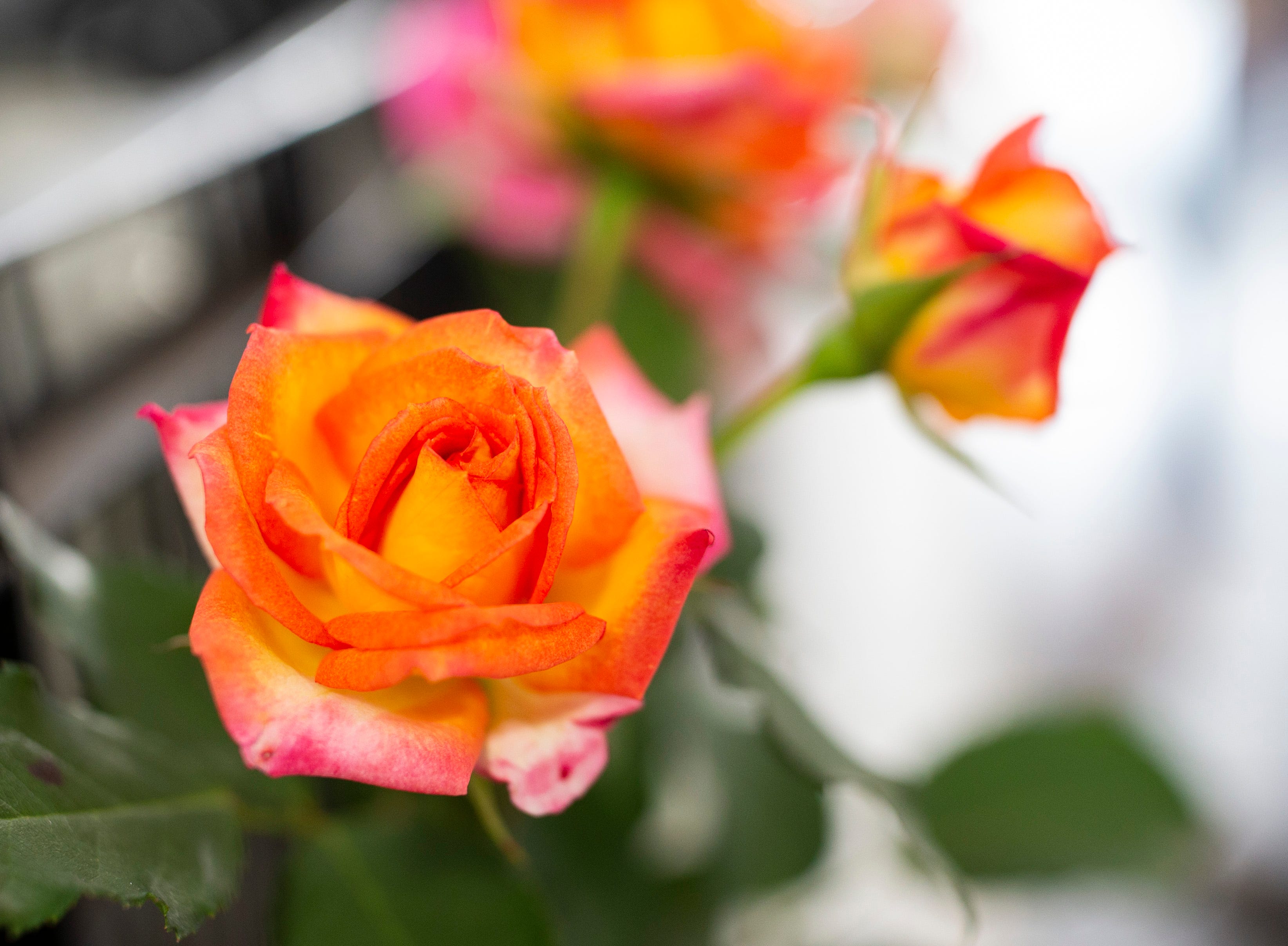 Combined parade launches Thomasville's Rose Festival on Friday