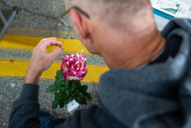 Jospeh Wood delicately places cotton swabs between rose petals to help open the rose before he submits it to the rose competition at the Thomsville Rose Festival. 