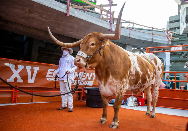 BEVO XV looks on during a game between Texas and Baylor on Oct. 24, 2020 in Austin.