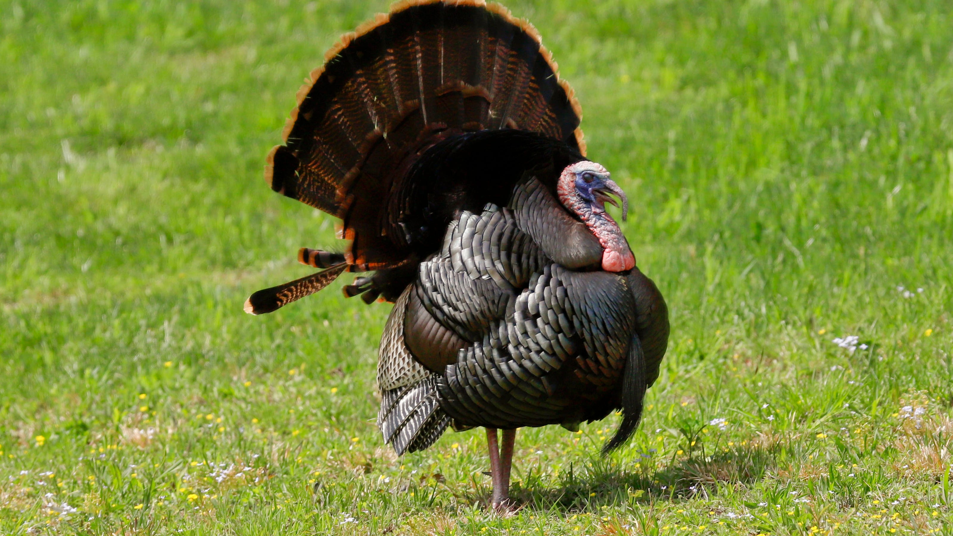 Outdoors First week of Ohio spring turkey hunting season