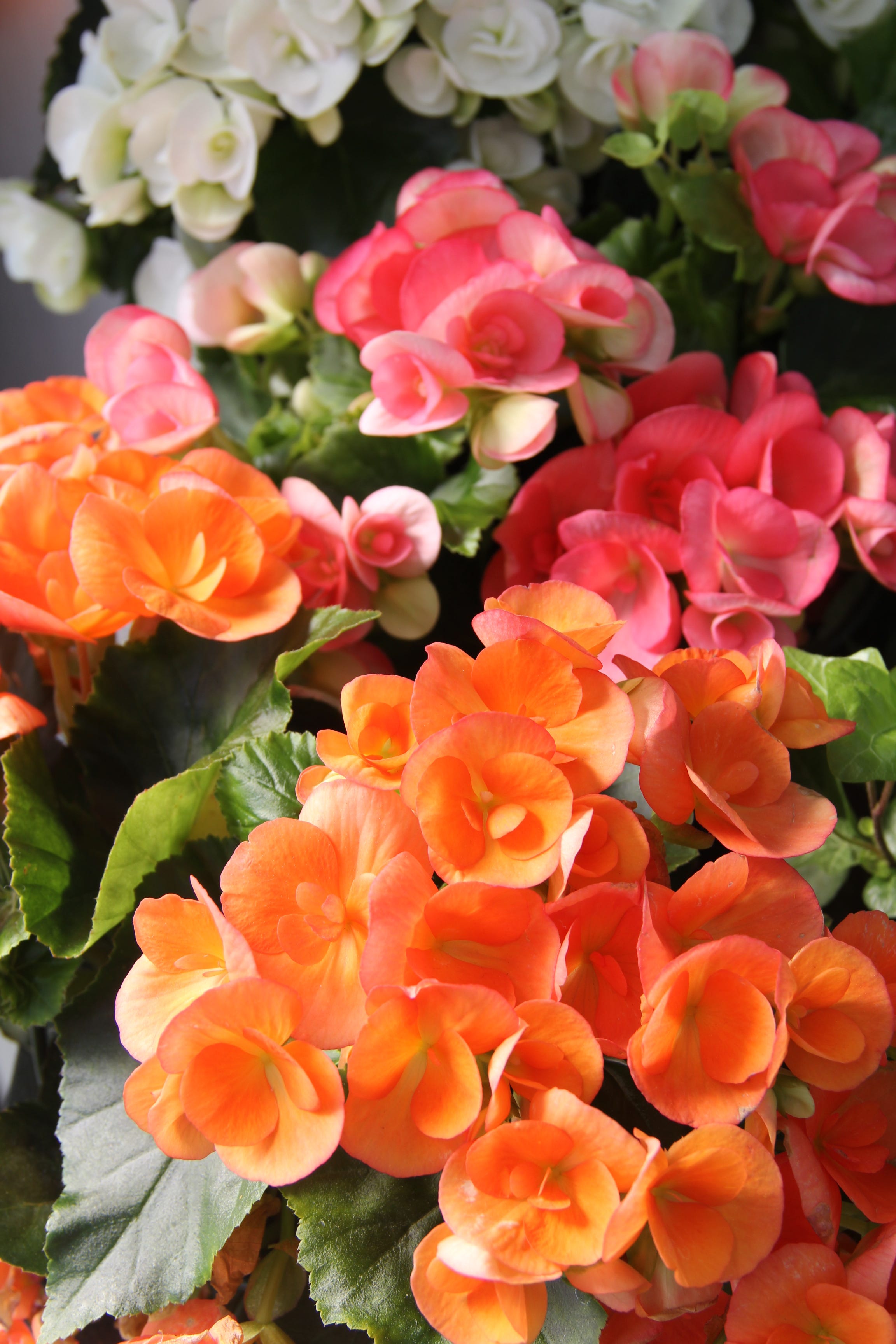 Plant Primer Rieger Begonia, Elatior begonias