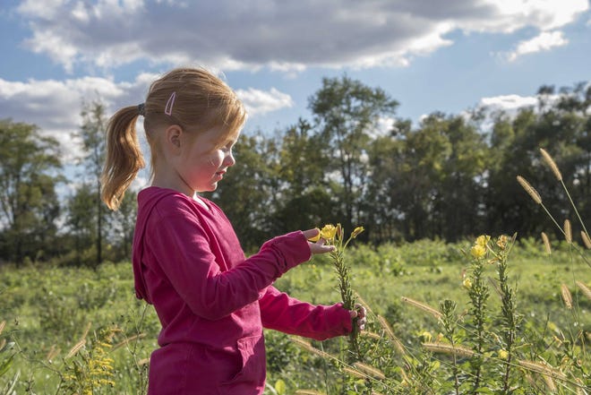 A girl examines a yellow flower at Red-tail Land Conservancy's Dutro-Ernst Woods.