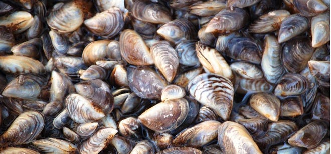 Zebra mussels have been detected at Lake Brownwood. This photo is from the website https://lakes.grace.edu/