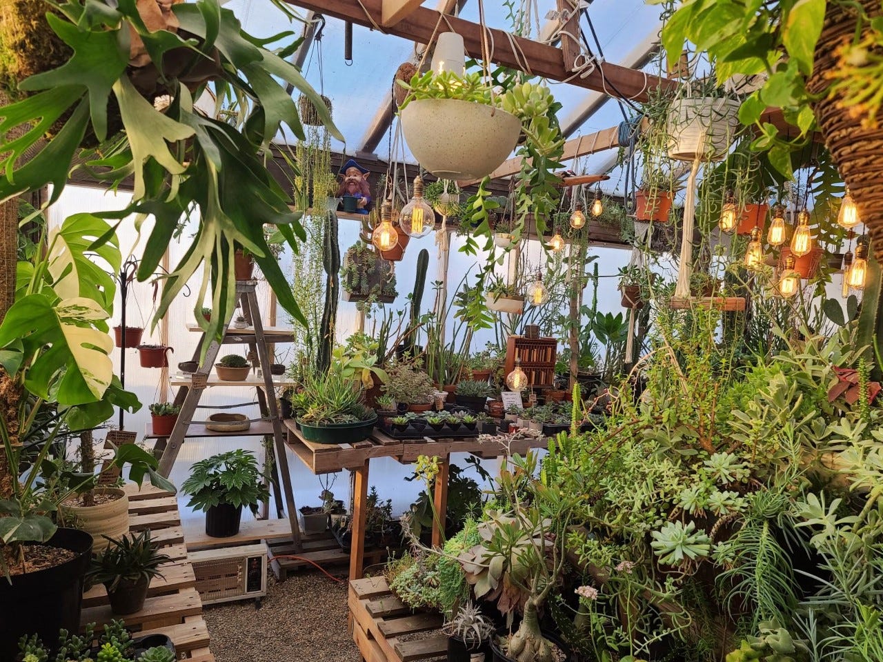 Rare Plant Shop The Deku Tree Expanding To Downtown Sioux Falls