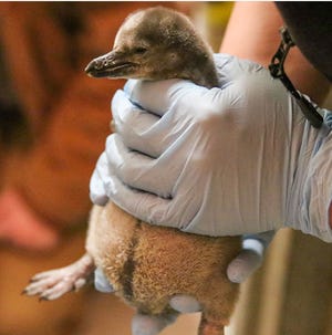 The Great Plains Zoo welcomed a Humboldt baby penguin on April 11