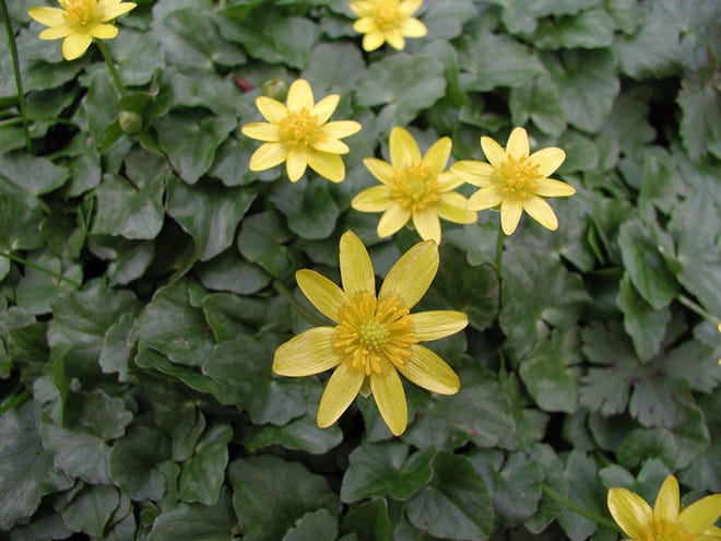 Look for and report lesser celandine, an invasive plant. /
