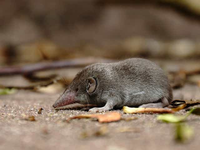 Plant Lovers Almanac What S The Difference Between Moles Voles And Shrews