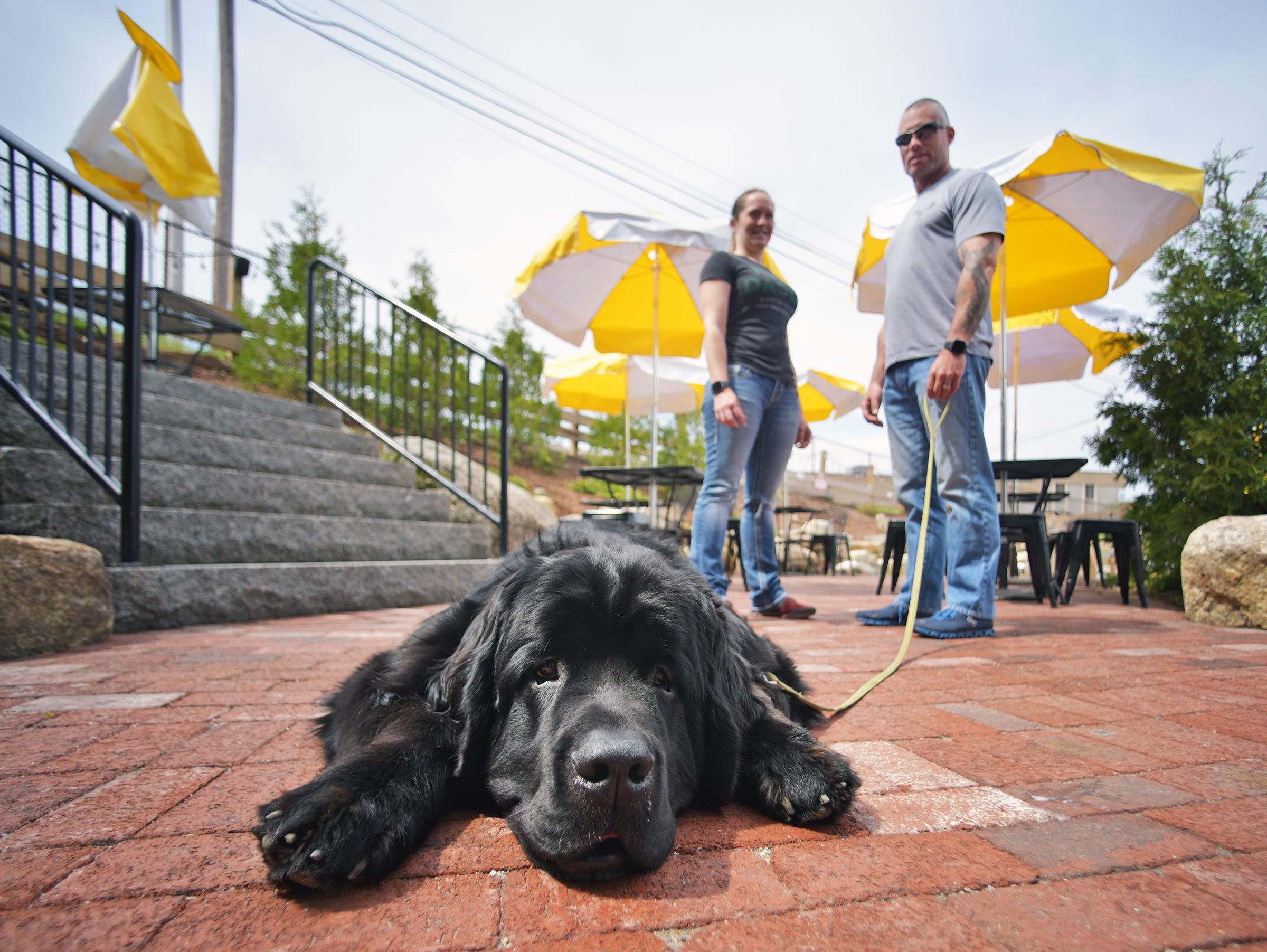 Dogfriendly Worcester restaurant and taprooms. Do you allow dogs?