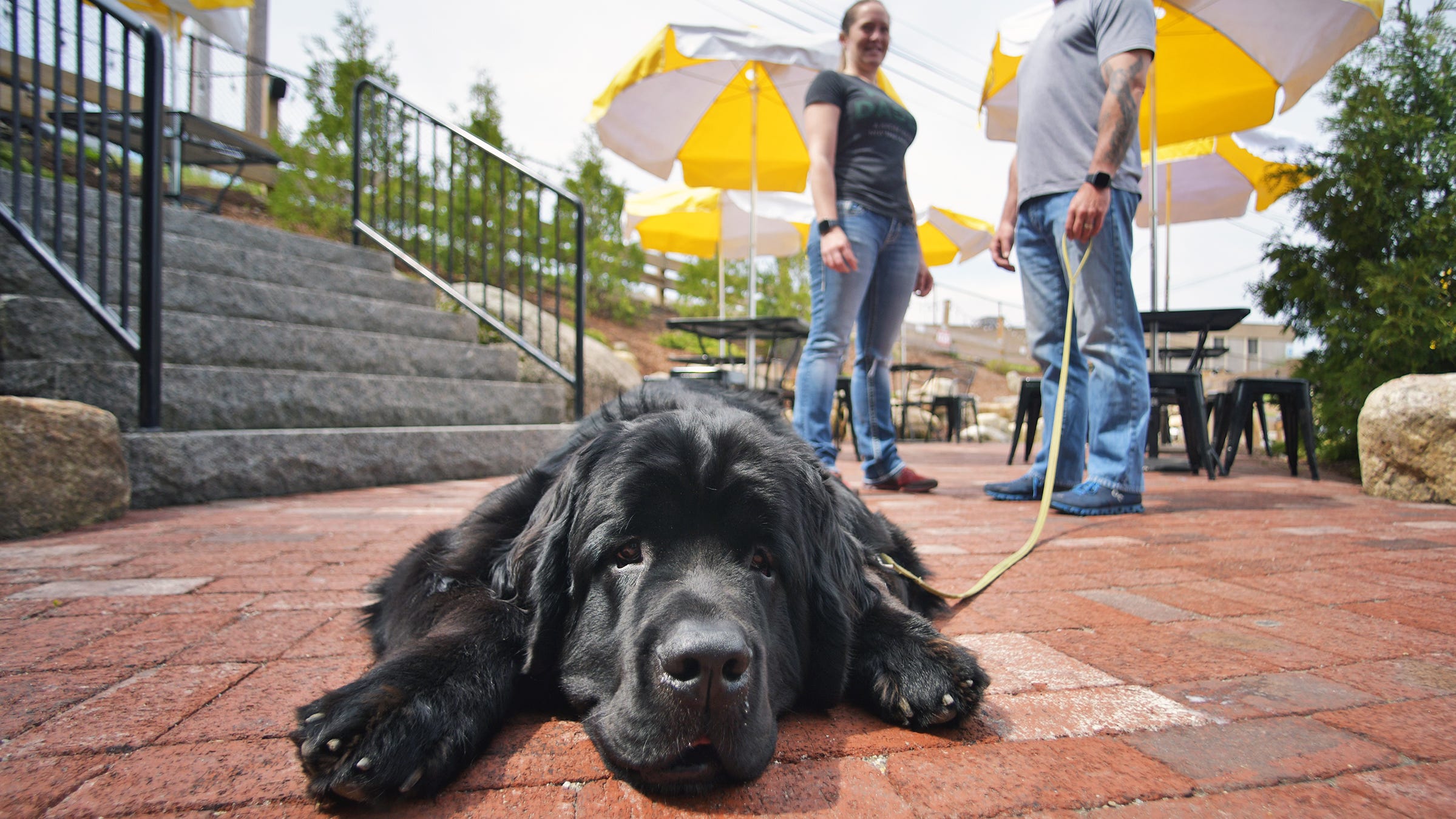 Dog-friendly Worcester restaurant and taprooms. Do you allow dogs?