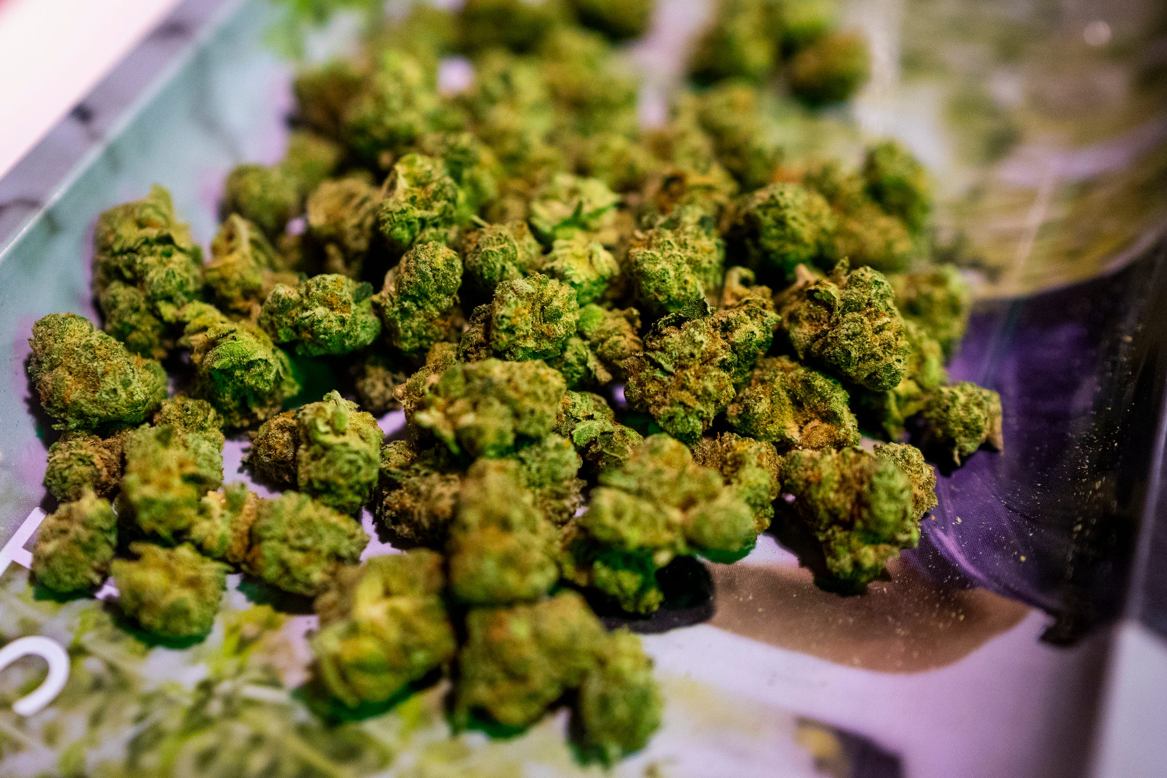 Marijuana testing labs sue Michigan regulator over massive pot recall