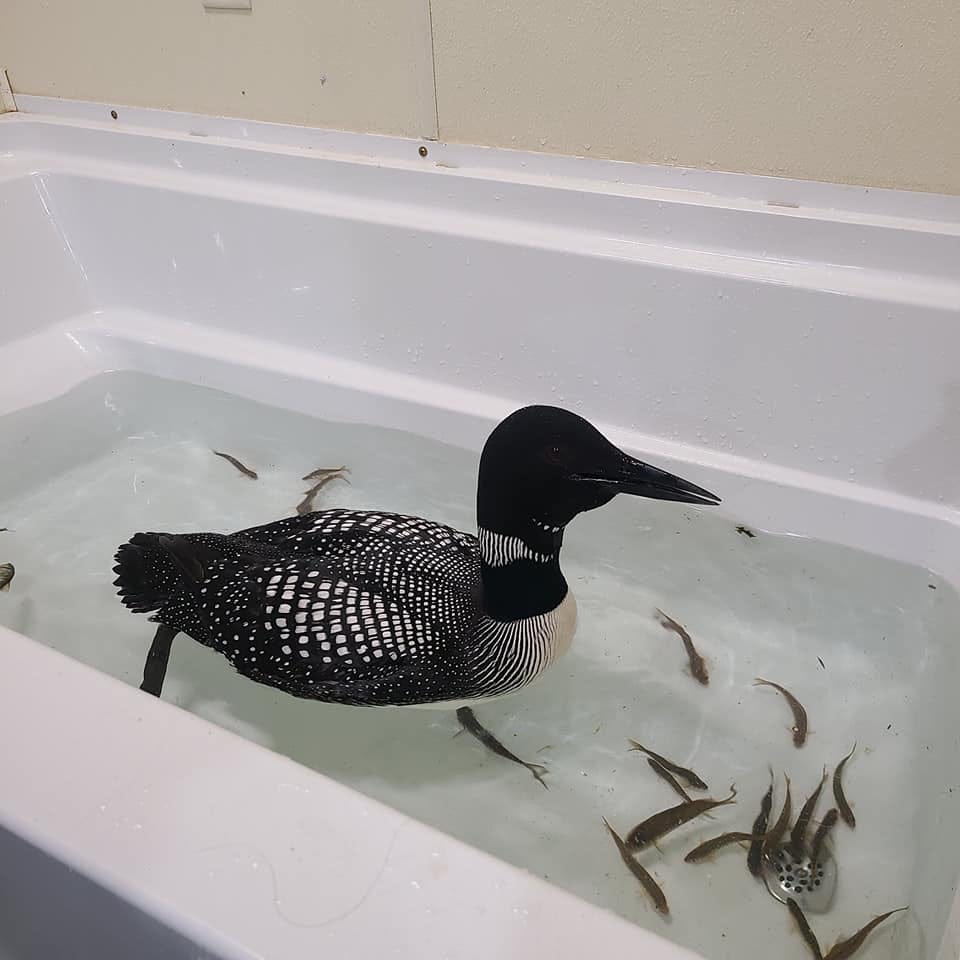 Loons fell from sky in Wisconsin, may be stuck in fields unable to fly