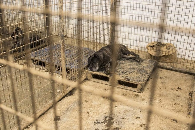 One of the cane corso dogs removed from Peretti Cane Corsco kennel in Middleboro by the Animal Rescue League of Boston in September 2019.